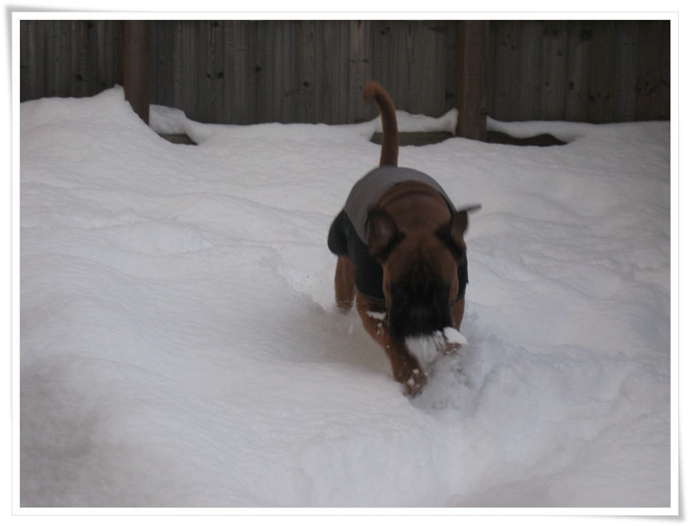 Aiko der Schneebahner