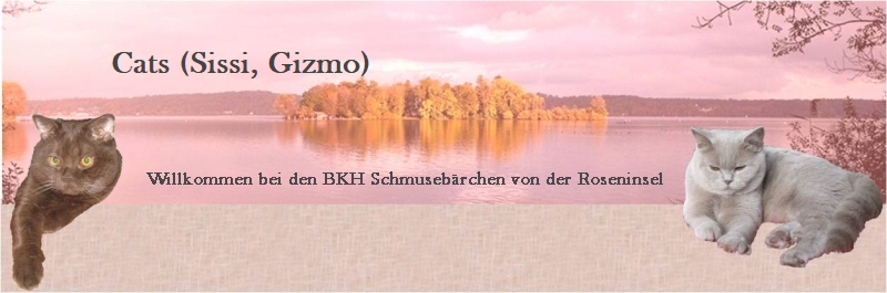 Cats (Sissi, Gizmo)