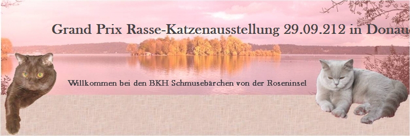 Grand Prix Rasse-Katzenausstellung 29.09.212 in Donaueschingen